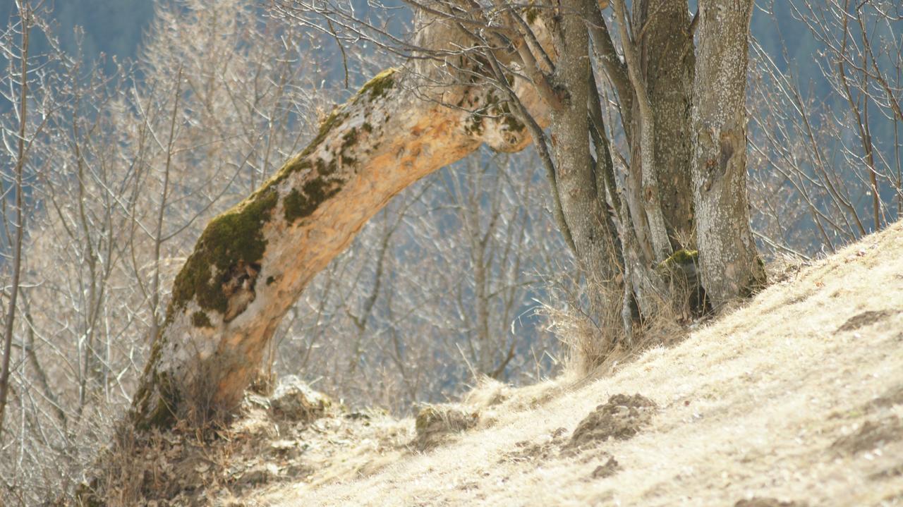 Schrunerhof Ebene Reichenau Exteriör bild